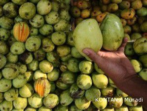 Hama ulat bulu di Probolinggo tak sampai ganggu produksi mangga