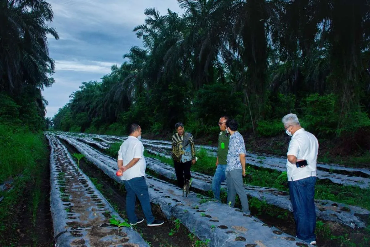 Aktivitas Industri Pengolahan Sawit Dongkrak Ekonomi Daerah