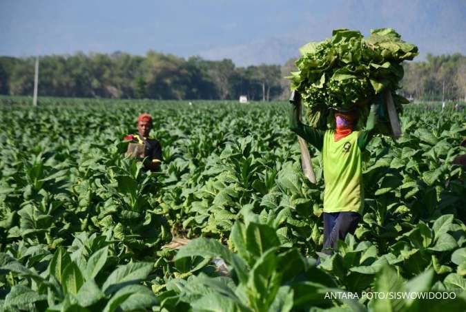 Pemerintahan Baru Diharapkan Tingkatkan Kesejahteraan Petani Tembakau