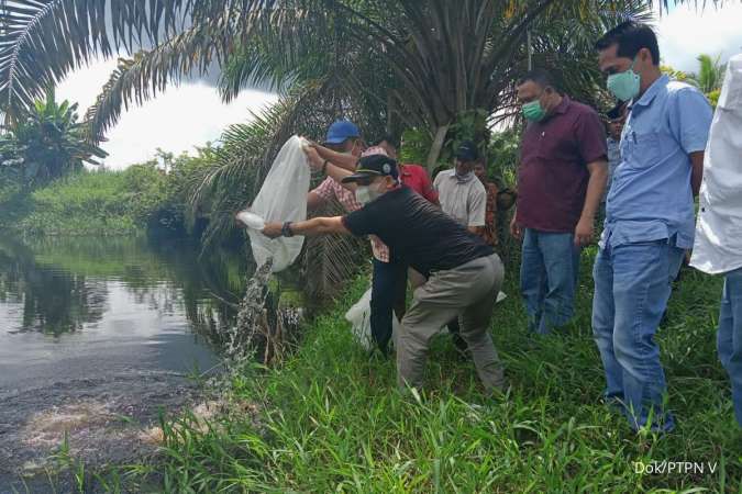 Lestarikan Ekosistem Sungai, PTPN V Tebar Satu Juta Bibit Ikan di Riau