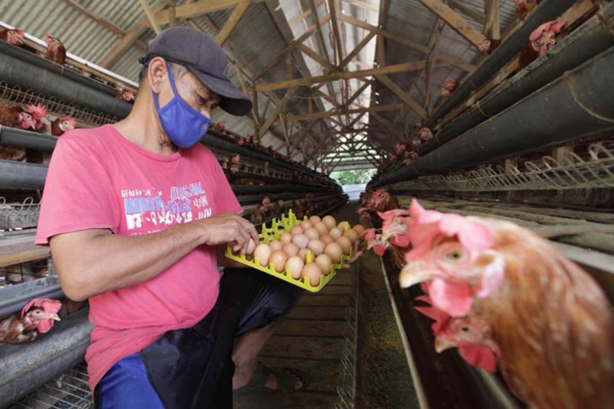 Omnibus Law beri peluang peningkatan investasi di sektor peternakan