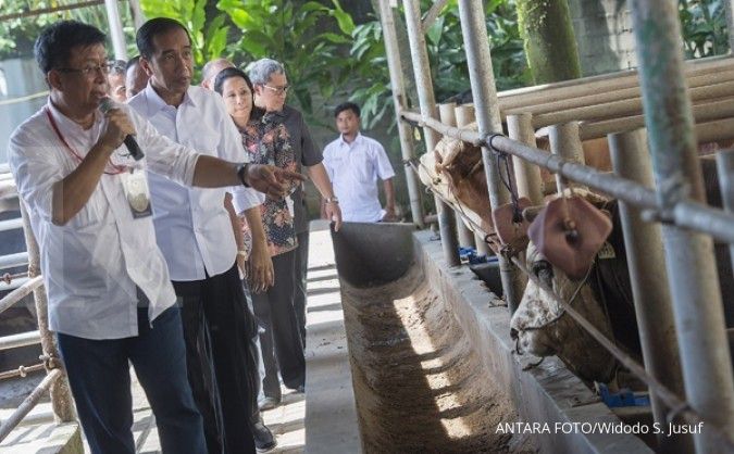 Jokowi: Swasembada daging sapi 10 tahun lagi