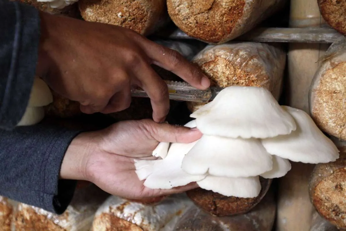 Hadirkan PLTS, Pertamina NRE Dukung Produksi Petani Jamur Cilamaya