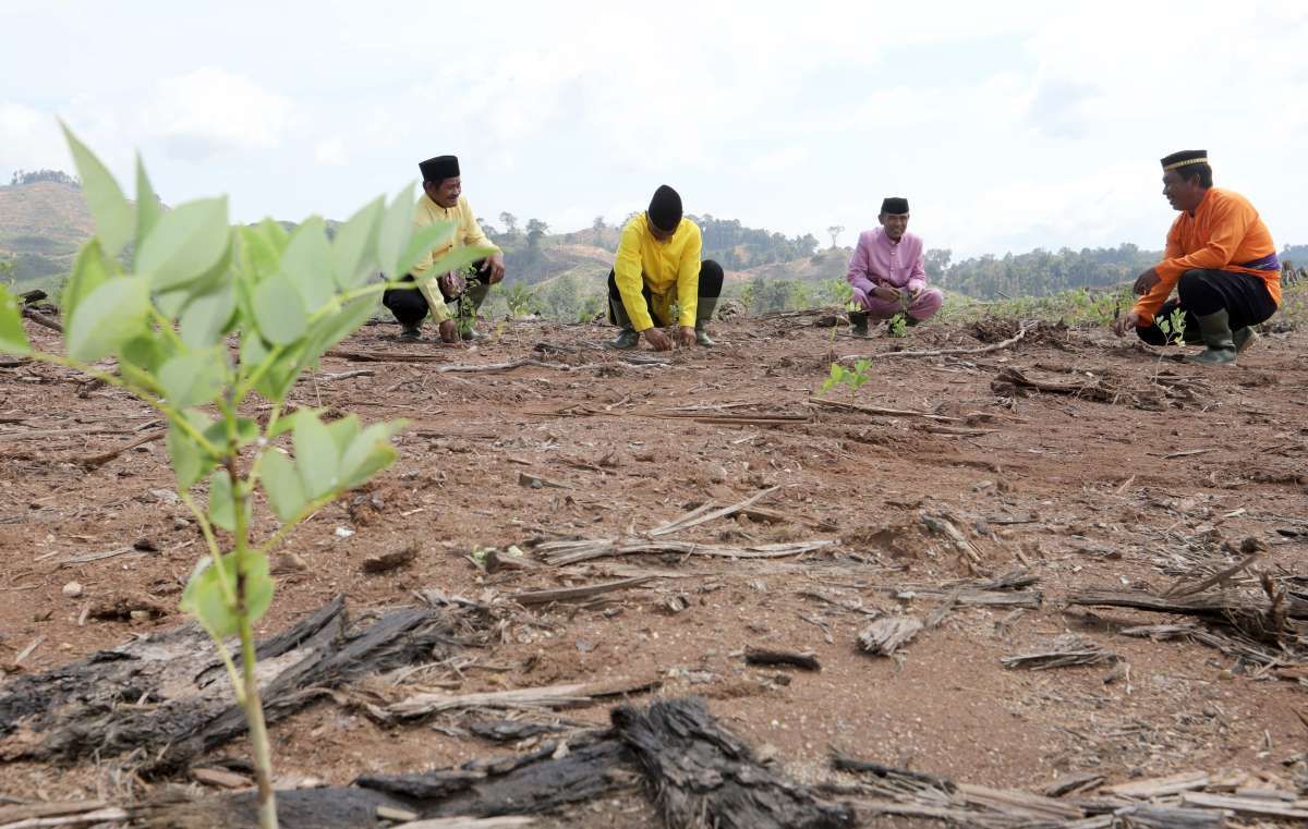 Biomasa Jaya Abadi Tanam Pohon Gamal ke-11 Juta untuk Bahan Baku Wood Pellet