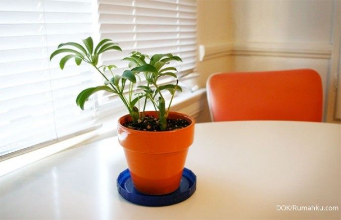 Cara cerdas merawat tanaman di apartemen