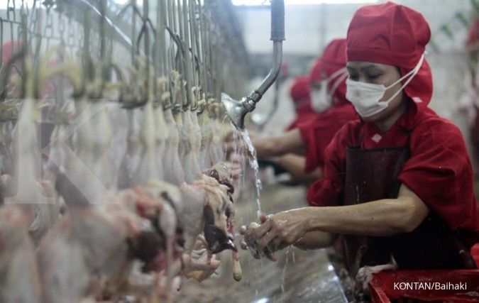 Indonesia Looks to Export Chickens to Shortage-hit Singapore
