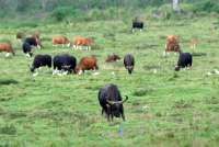 Tempat Wisata Pilihan di Baluran Situbondo-Banyuwangi, Jangan Sampai Terlewatkan