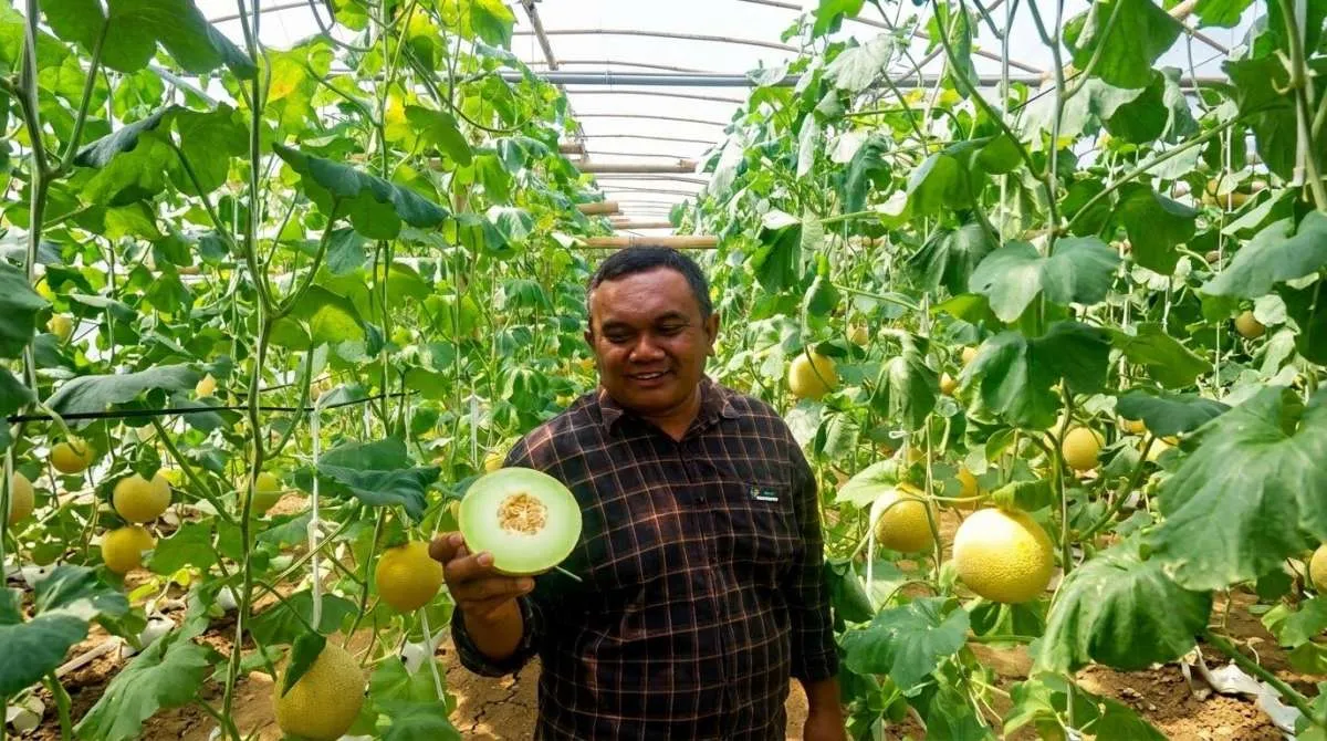 Melon Lokal Tembus Pasar Singapura, Peluang Bisnis Hortikultura Makin Terbuka