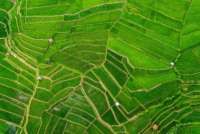 Gandeng Jerman, Petani di Daerah Ini Berhasil Mendongkrak Pendapatan Hingga 15%