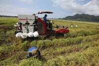 Bulog Mendapat Tambahan Anggaran untuk Beli Gabah