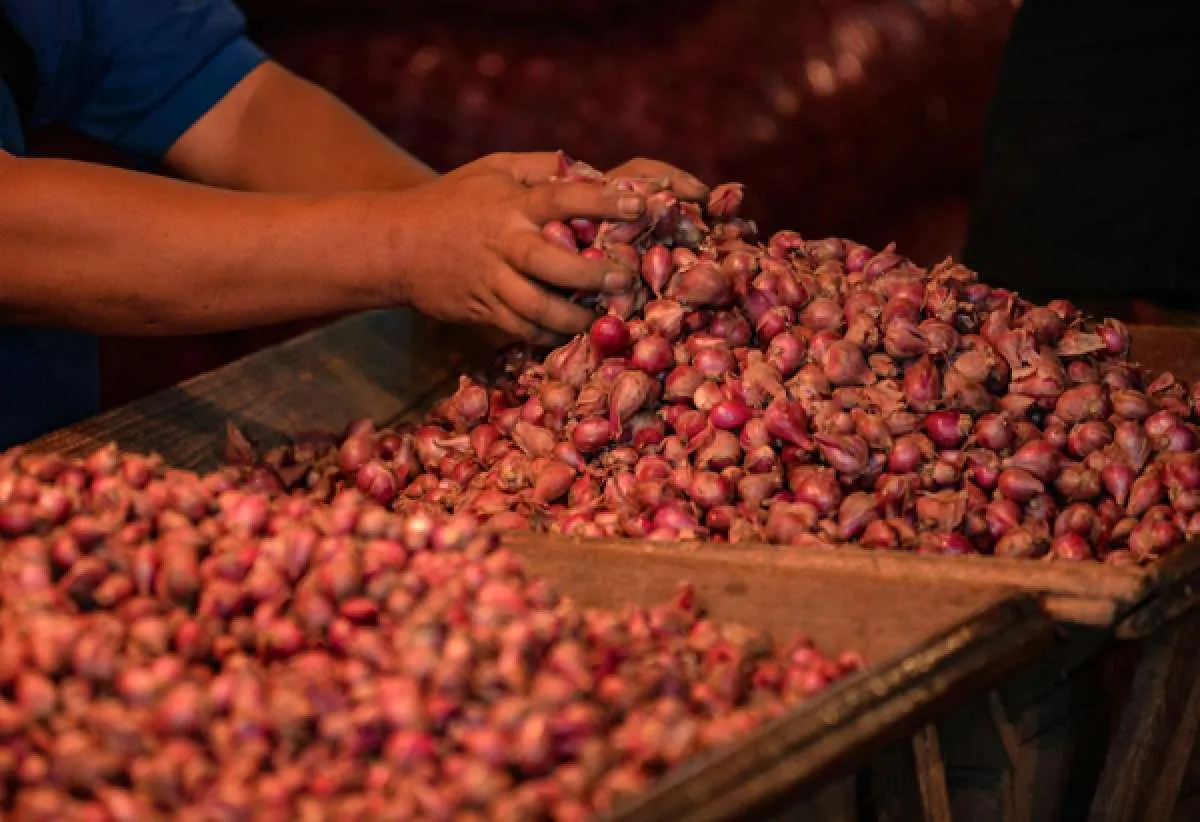 KemenkopUKM siap dirikan rumah produksi bersama kluster bawang merah di Brebes