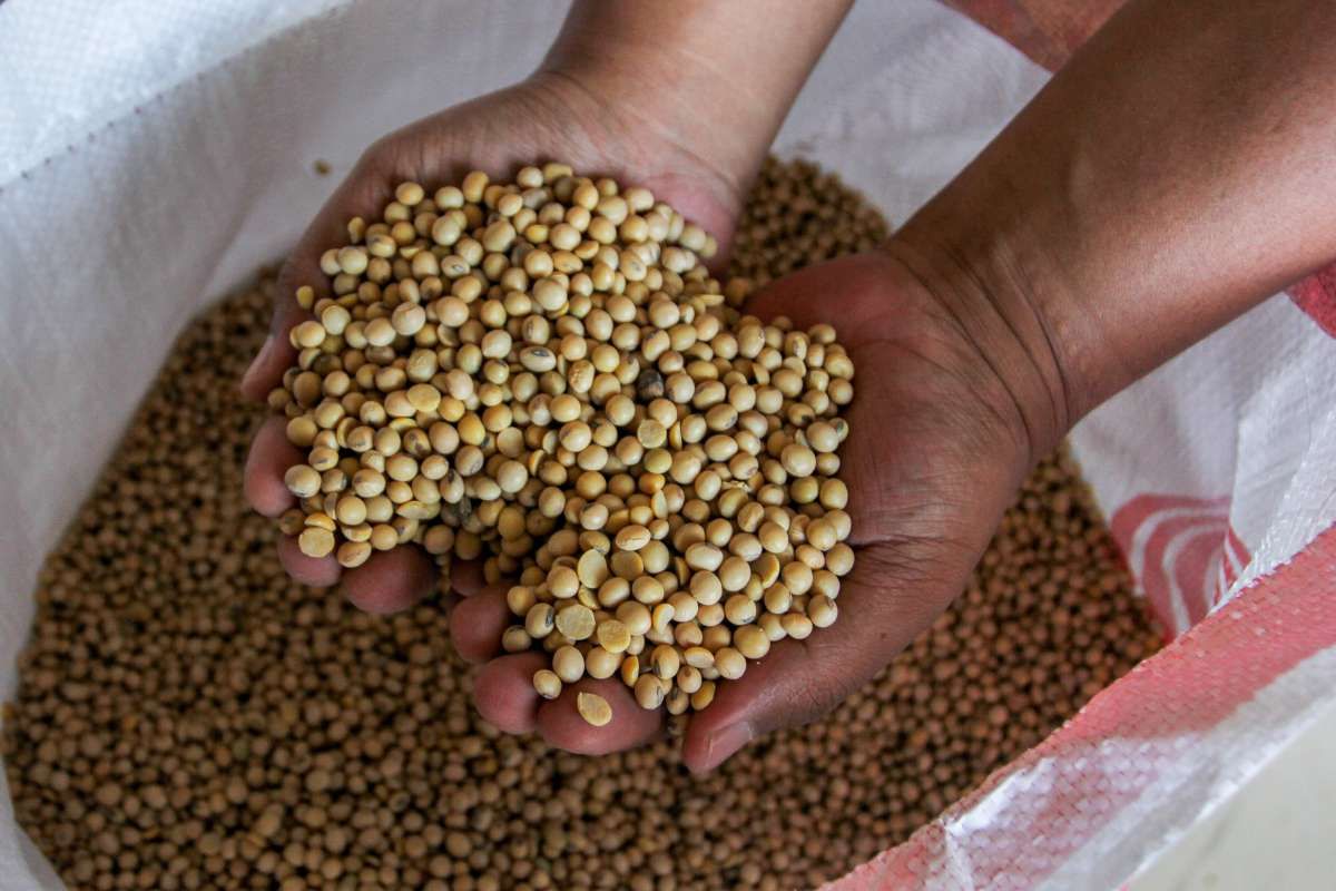 Perlu Segmentasi Pasar Kedelai Lokal dan Impor
