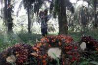 Industri Sawit Bersiap Hadapi Aturan EUDR, Gapki: Ada Masa Transisi