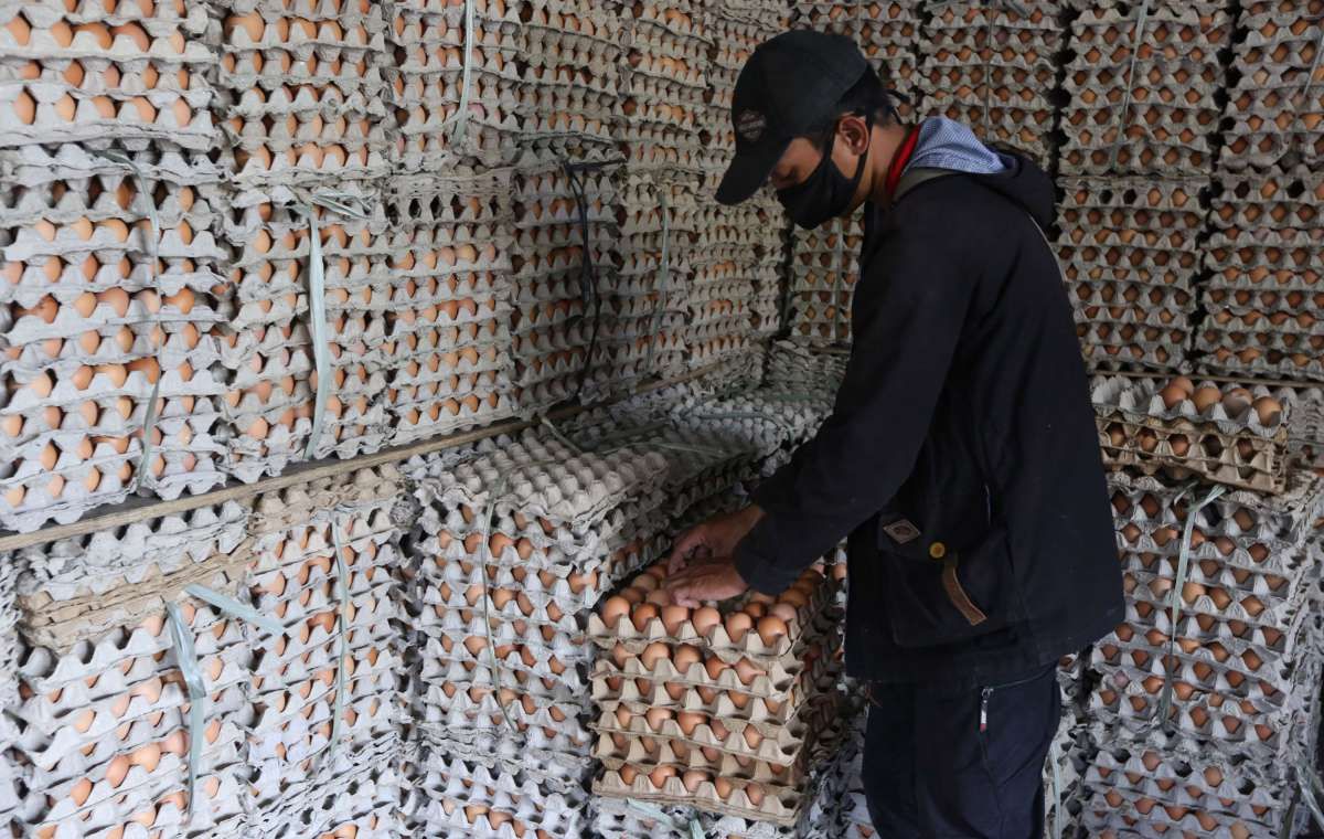 Harga telur ayam mulai turun