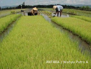 27 Hektare Lahan Pertanian Tergerogoti