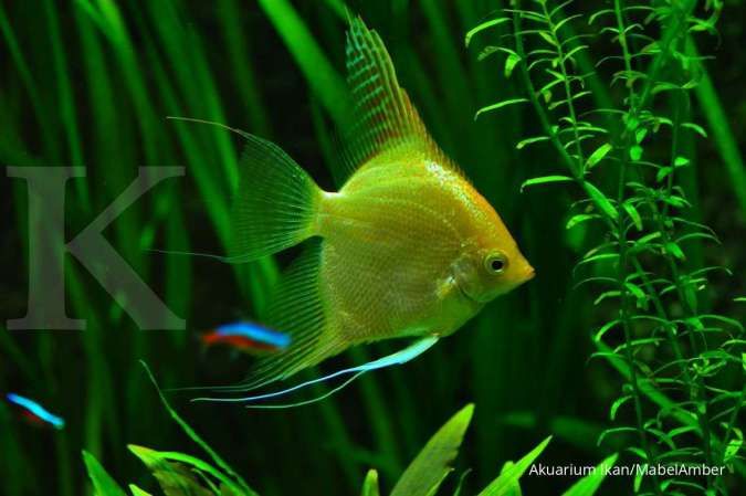 Ini 4 Macam Perubahan Warna Air Akuarium dan Penyebabnya