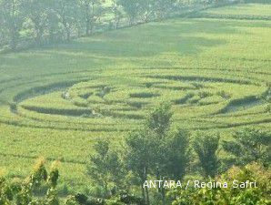 Jika batang padi tidak patah, kemungkinan jejak UFO