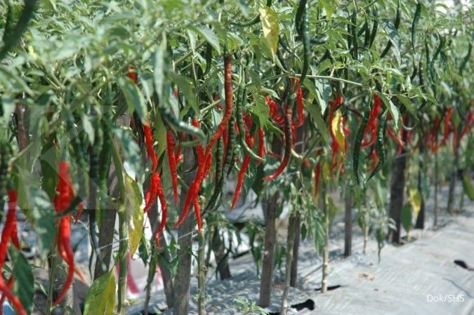 Produksi benih Sang Hyang Seri meloncat 100%