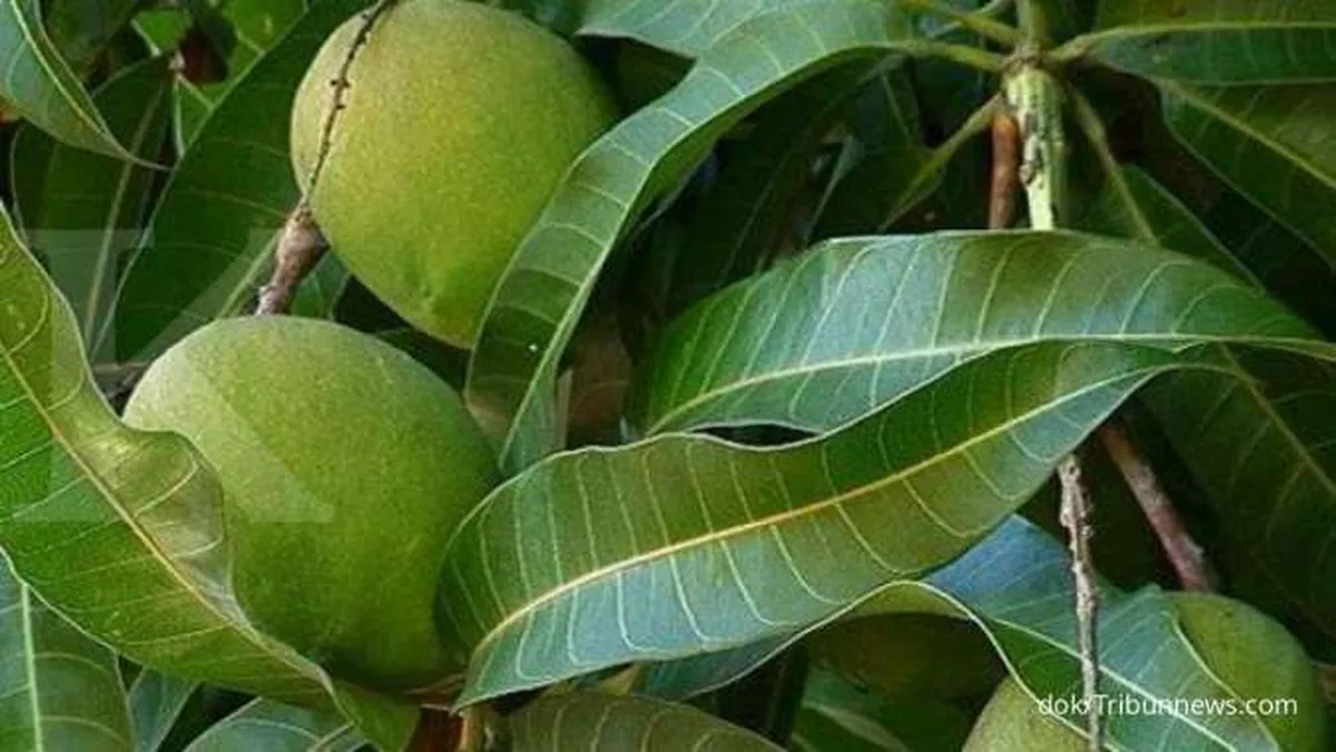 Bisa menurunkan gula darah, ini cara minum teh daun mangga untuk penderita diabetes