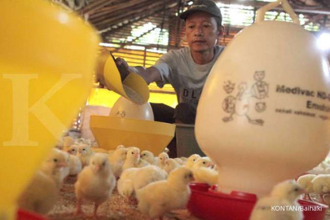 Harga Ayam Hidup Anjlok, Peternak Desak Pemerintah Turun Tangan 
