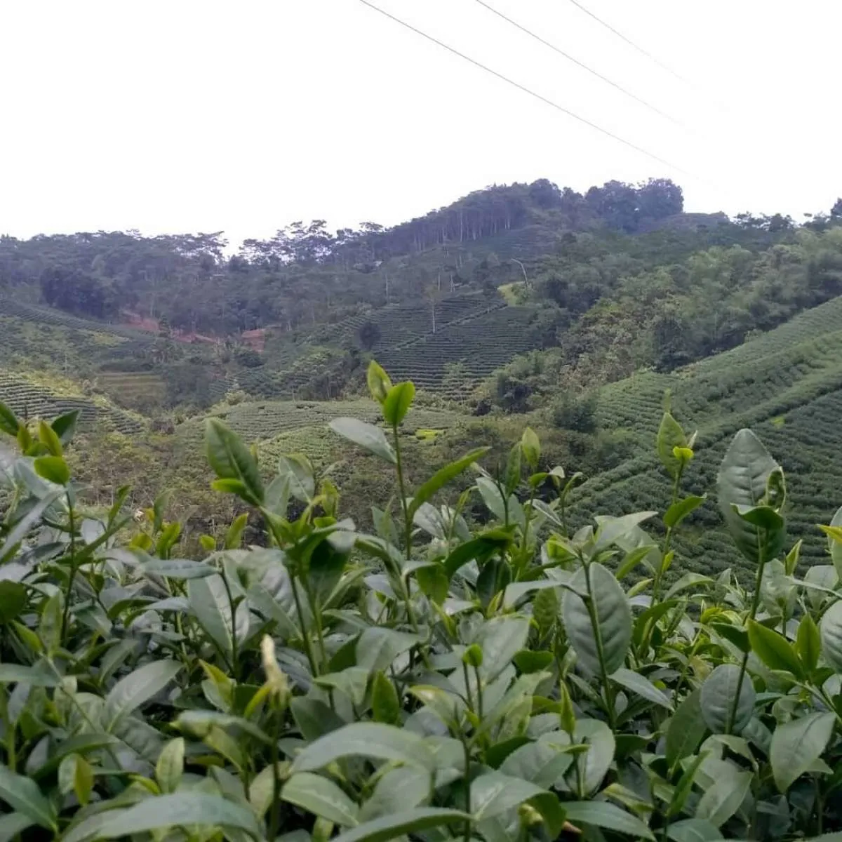 Liburan seru di kebun teh, Cikuya Lebak bisa jadi pilihan!