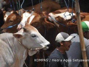 Kuota daging sapi impor semester II mencapai 32.000 ton