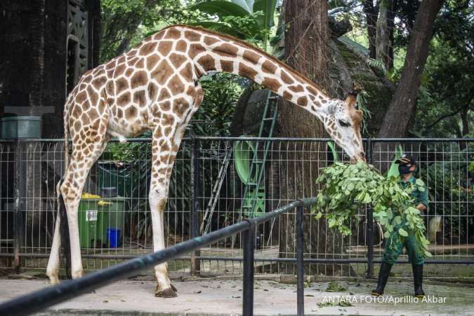 Indonesia's oldest zoo reopens with social distancing restrictions