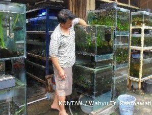 Sentra ikan yang berharap jadi yang terbesar (4)