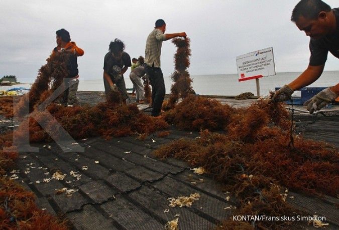 Nasib rumput laut Indonesia di tangan Trump
