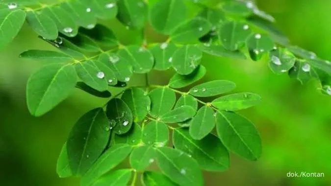 7 Manfaat Daun Kelor, Superfood Penjaga Imunitas Tubuh dan Gula Darah Stabil