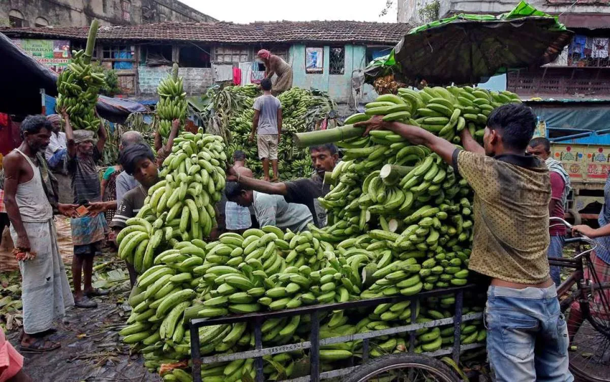 Dikecewakan Ekuador, Rusia Pilih Impor Pisang dari India