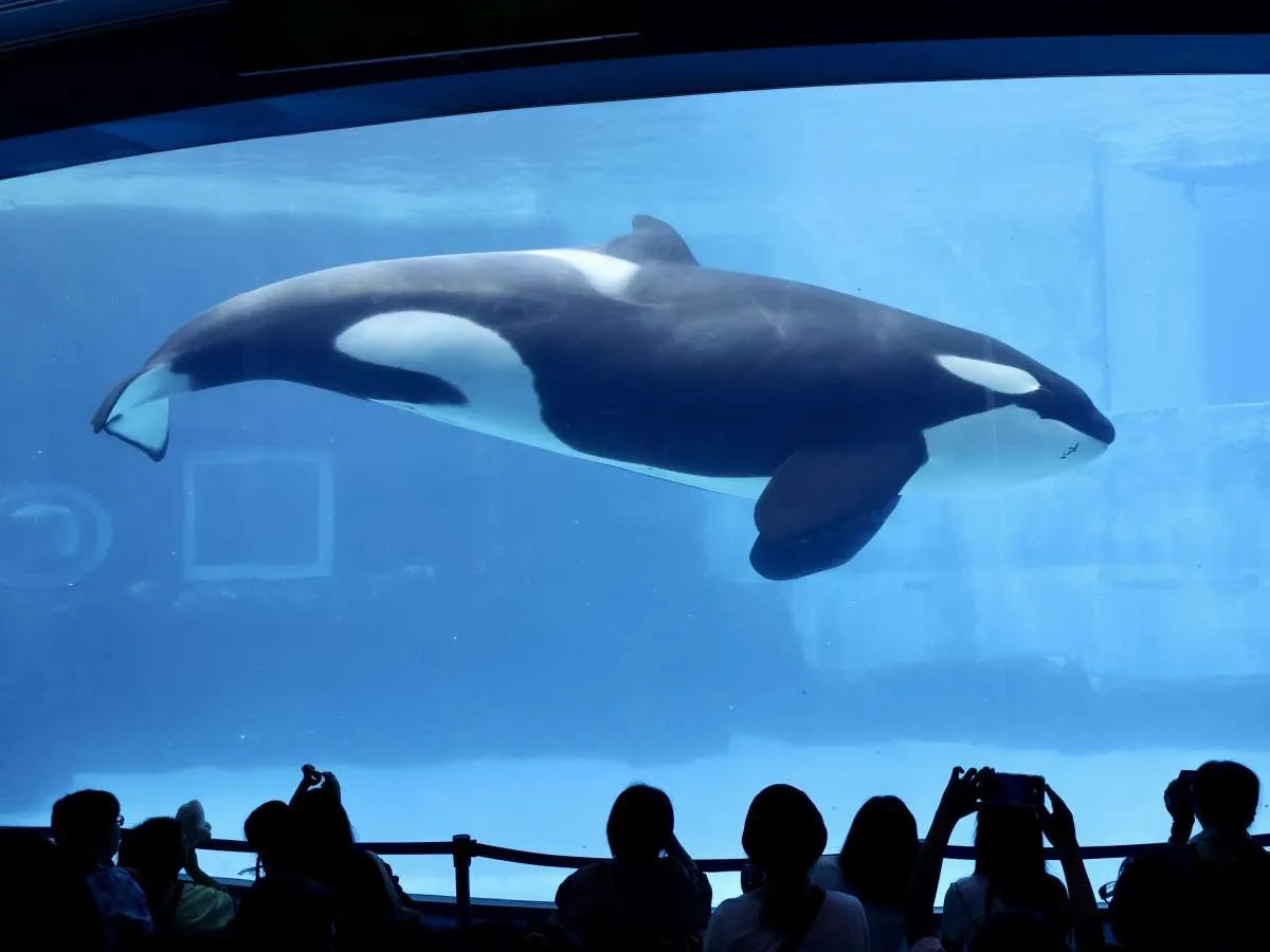 Mengenal Kehidupan Paus Orca, Predator Laut yang Cantik dan Cerdas