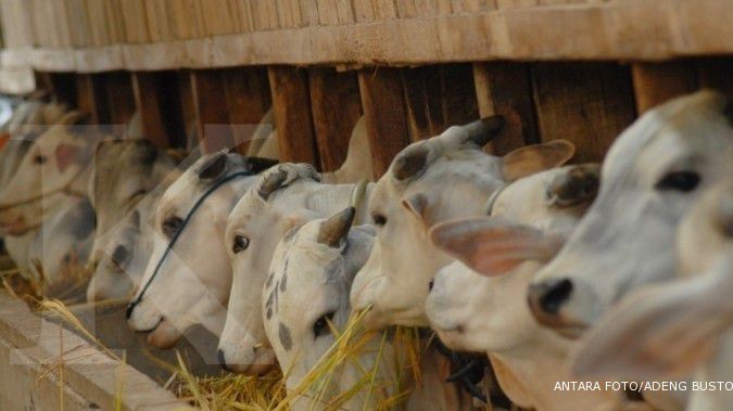Revisi UU Peternakan buka kran impor sapi