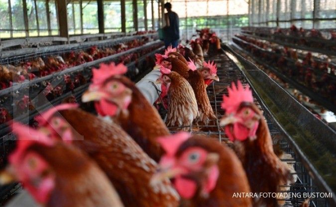 Ekspor ayam kampung terkendala aturan Kemdag