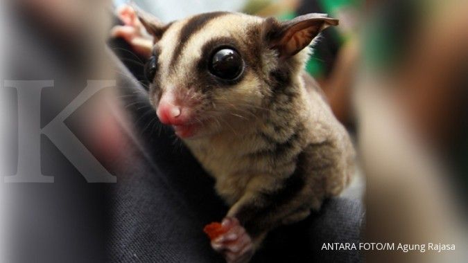 Jenis Jenis Makanan Yang Berbahaya Bagi Sugar Glider