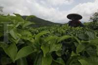 Volume Ekspor Teh Hitam dan Hijau Turun 13% ke 28.000 Ton hingga November 2025