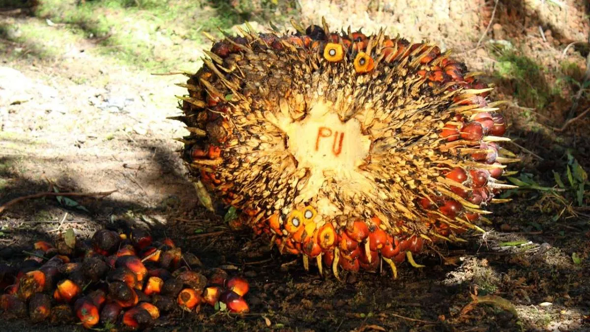 Penjualan tumbuh, Pinago Utama (PNGO) kembali raup laba pada semester I 2021
