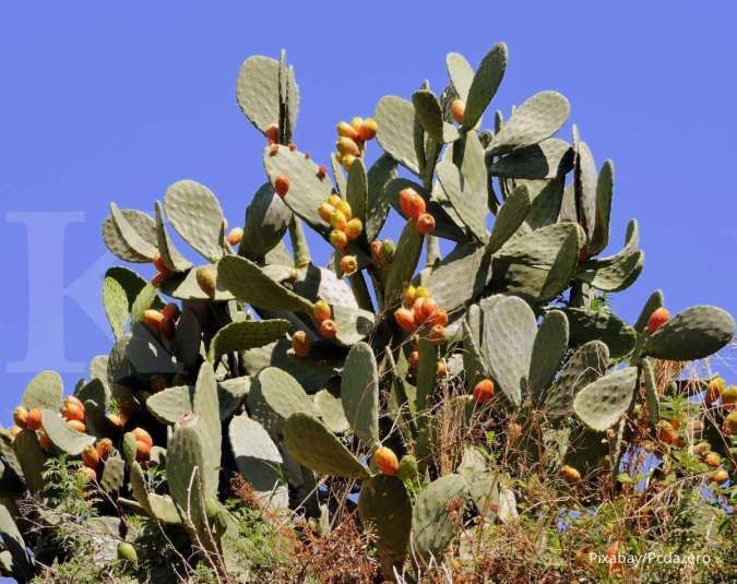 Mengenal Tanaman Kaktus Prickly Pear yang Buahnya Bermanfaat untuk Kesehatan