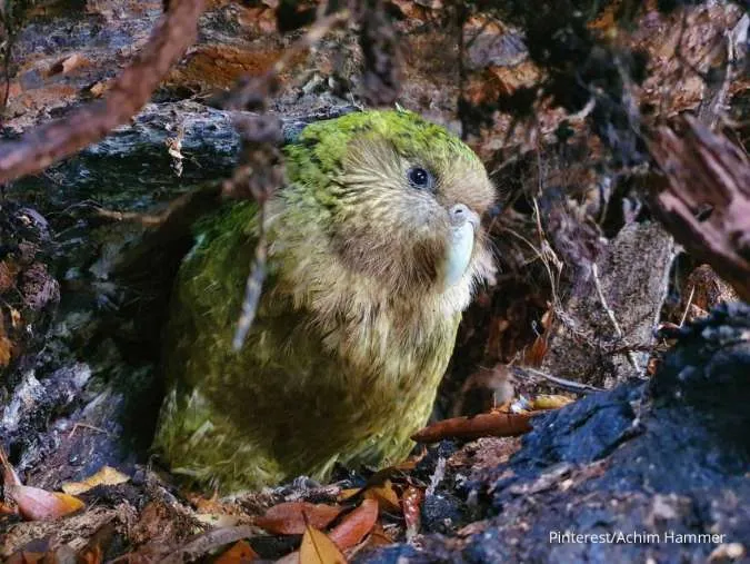 Mengenal Burung Kakapo, Burung Beo Asal Selandia Baru yang Tidak Bisa  Terbang