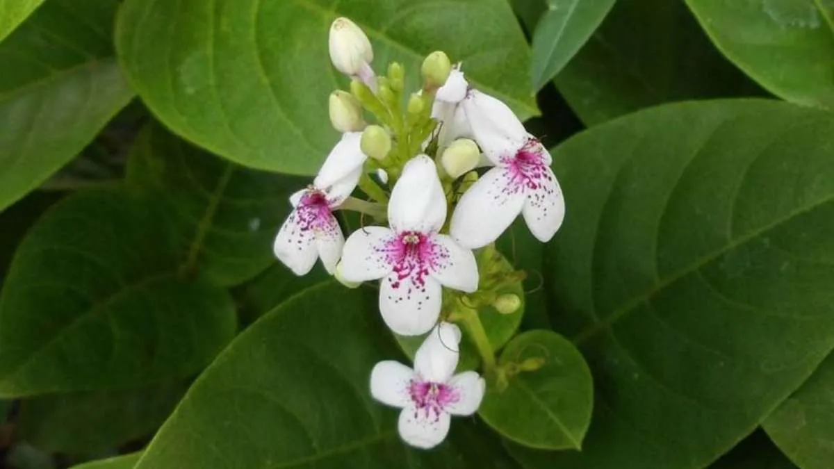 Cara Menanam Bunga Melati Jepang bagi Pemula, Lakukan Perawatan Ini biar Tetap Wangi