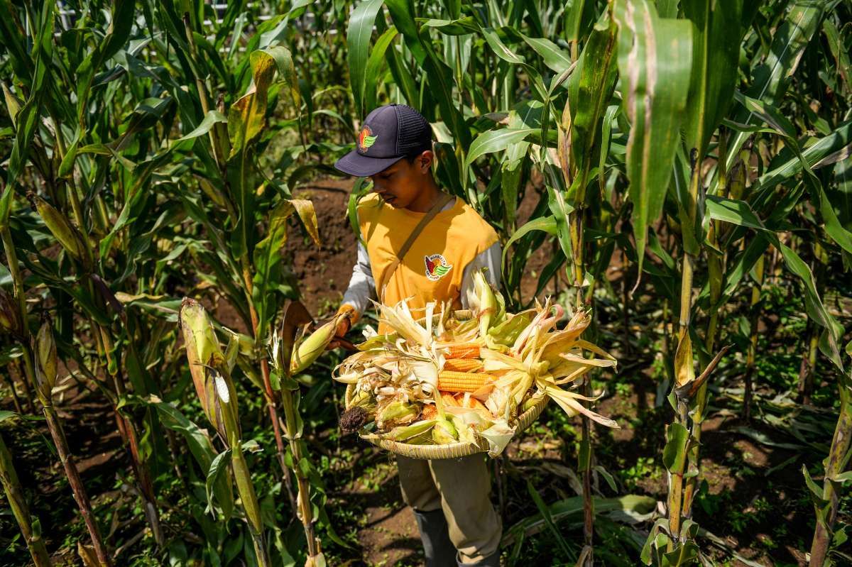 Syarat Diubah agar Bulog Bisa Serap Jagung Petani