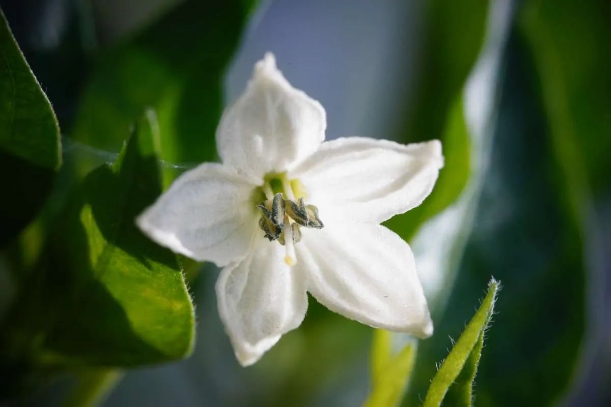 Tanaman Berbunga di Rumah Enggan Berbunga? Ini Penyebabnya