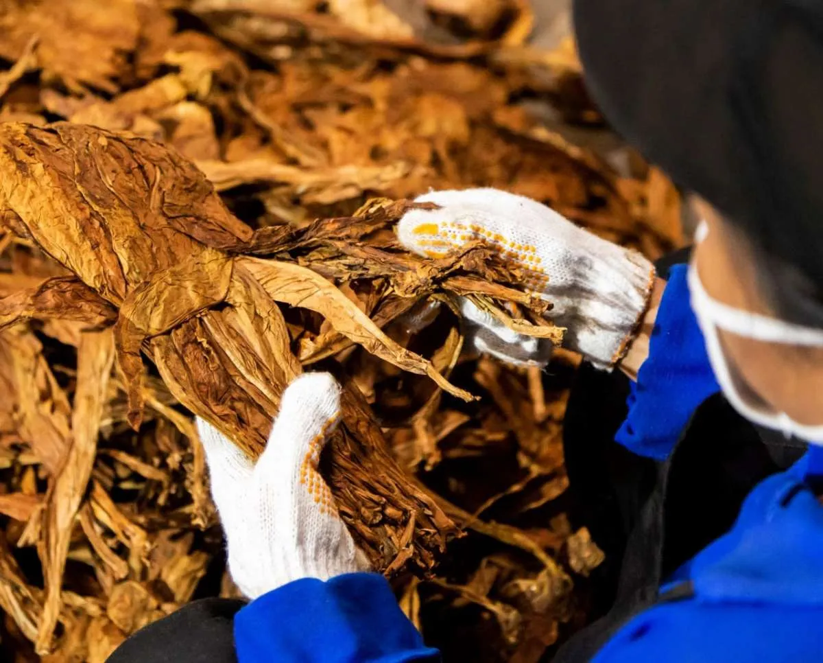 Visi Integritas dorong penyederhanaan tarif cukai rokok, ini alasannya