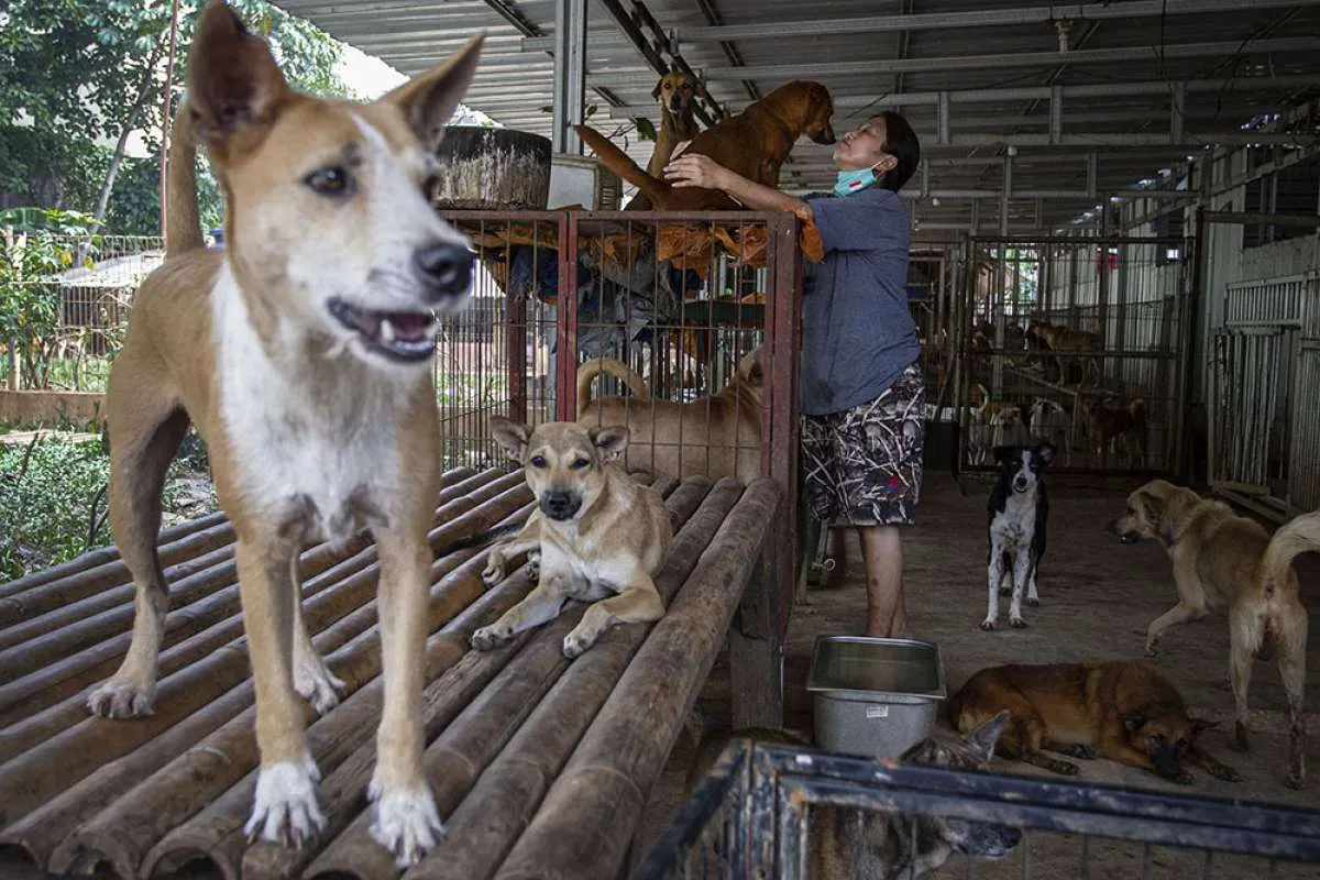 Peternak Korea Selatan Marah Soal RUU Daging Anjing