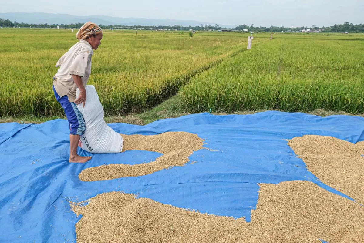 Hingga Pertengahan Maret 2025, Serapan Beras Bulog Capai 300.000 Ton