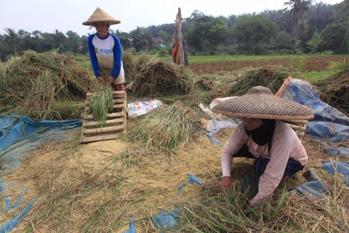 Kementan realokasi anggaran Rp 435 miliar, bantu petani terdampak Covid-19