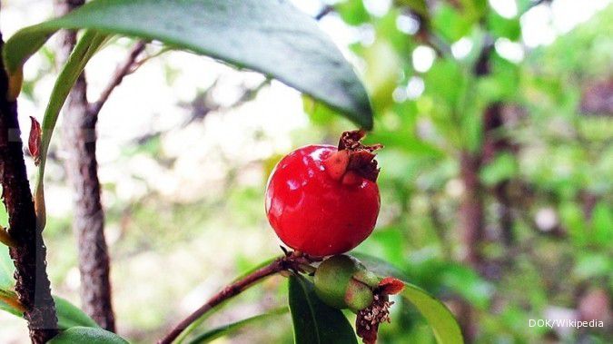 Manis di lidah, cantik pula menjadi tabulampot (1)