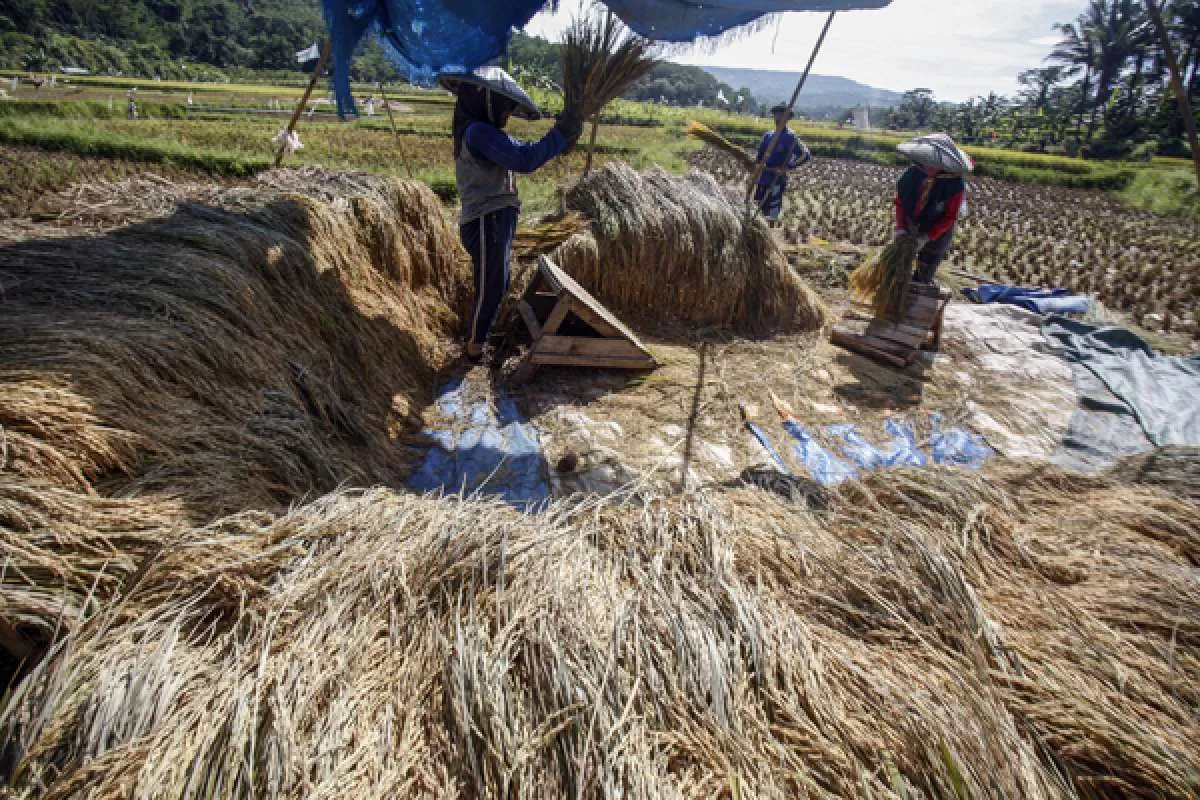 Bayer Indonesia luncurkan program pemberdayaan 4 juta petani