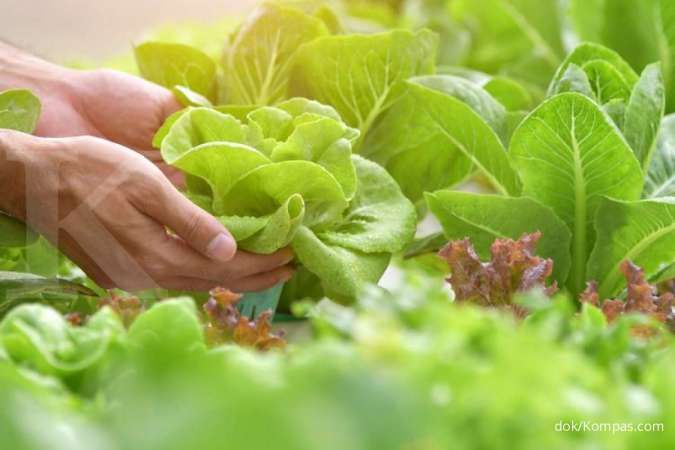 Ingin mulai menanam sayuran sendiri di rumah? Simak dulu tips berikut ini