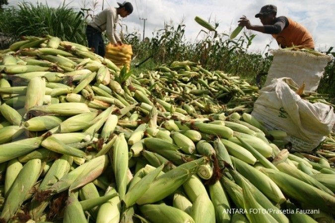 Importir jagung tertekan pembatasan impor